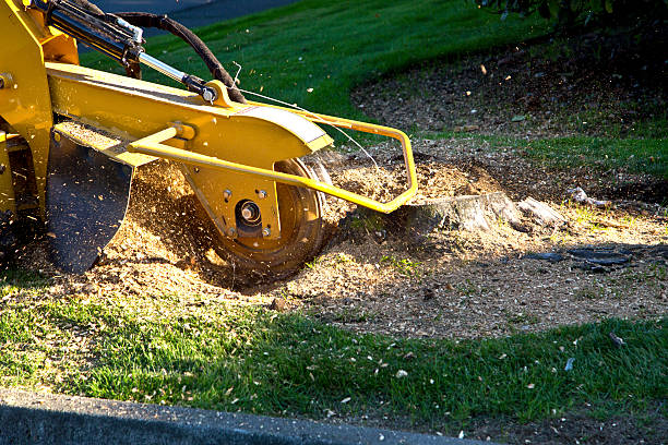 Best Seasonal Cleanup (Spring/Fall)  in Freeland, WA